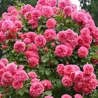 Роза Rosarium Uetersen (Розариум Ютерсен) 