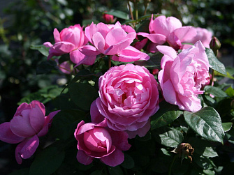 Роза Mary Rose (Мэри Роуз)