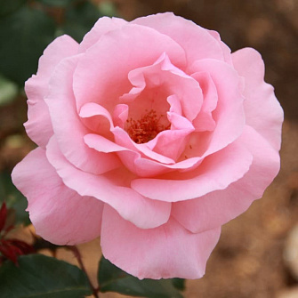 Роза Квин Элизабет(Queen Elizabeth) 