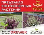Предзаказ контейнерных растений. Польский питомник DREWEK. ВЕСНА 2026г