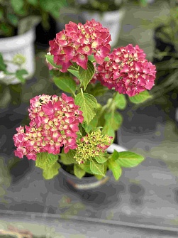 Гортензия крупнолистная серия Music Collection