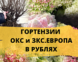 РАСПРОДАЖА! Гортензия ОКС и ЗКС в наличии. ЕВРОПА. В РУБЛЯХ. ВЕСНА 2026г