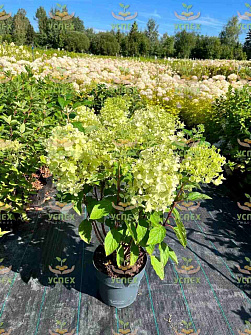 Гортензия метельчатая  Milk and Honey