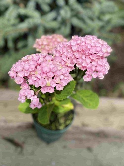 Гортензия крупнолистная серия Magical